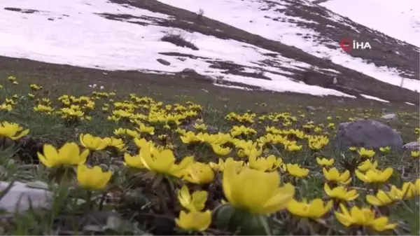 Metrelerce kar yerini çiçek bahçelerine bıraktı