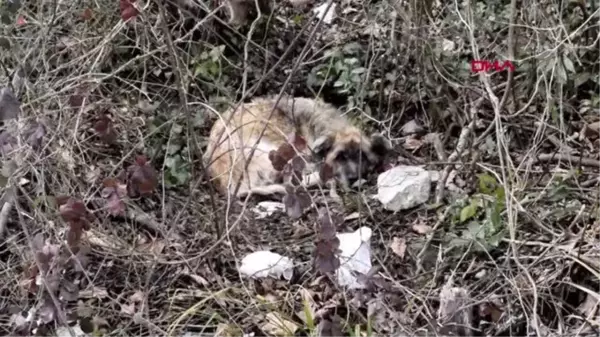 SAKARYA 'AĞABEYİMİN DÜĞÜNÜNÜ HAYAL EDERKEN, MEZARINA ÇİÇEK DİKİYORUM'