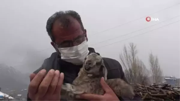 Bingöl'de yürekleri ısıtan görüntü... Sahiplendikleri oğlağa bebek gibi bakıyorlar