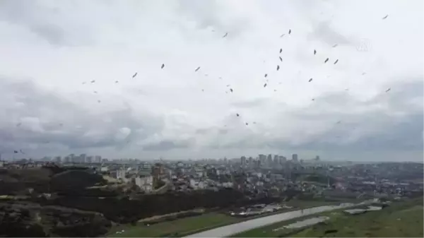 Baharın müjdecisi leylekler, İstanbul'a gelmeye başladı - Drone