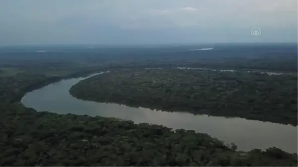 Kolombiya Amazonları'ndaki biyoçeşitlilik