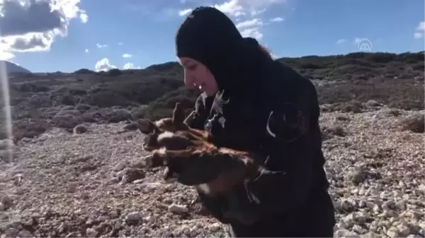 Adada yaşayan engelli oğlak, dalgıçların çabasıyla tedavi altına alındı