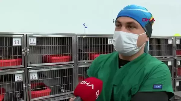 İZMİR Anne kedinin veterinere getirdiği yavrular sahiplenildi