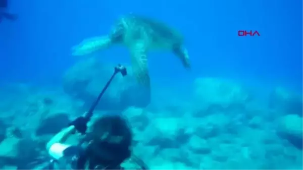 ANTALYA Caretta carettanın ilkbahar dansı