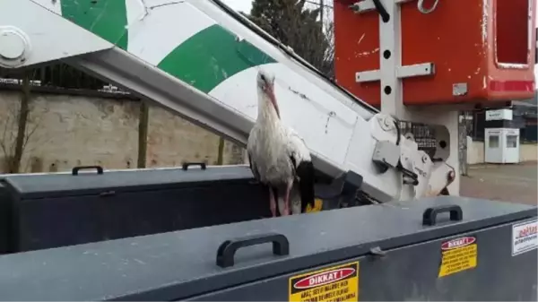 Elektrik arızasına gittiler, soğuktan etkilenen leyleği ısıtmaya çalıştılar