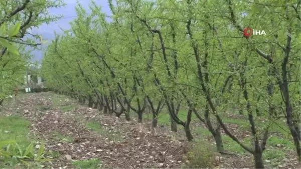 Erkenci şeftali geç kalacak, ilk hasat haziran sonu yapılabilecek