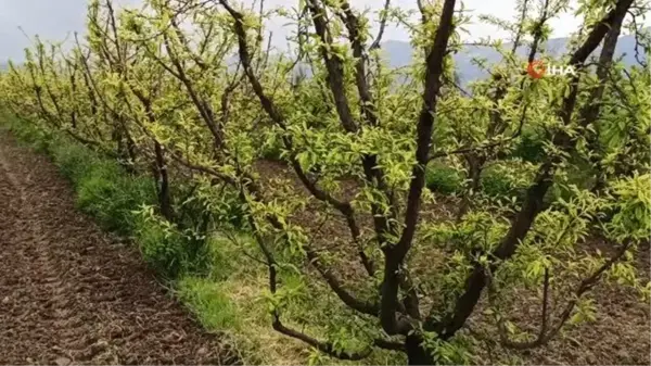 Ödemiş'te erken çiçek açan eriği don vurdu