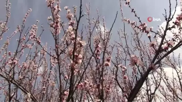 Şırnak dağları sarıya büründü