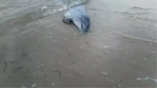 Telef olmuş yunusun bir parçası Saros Körfezi kıyısına vurdu