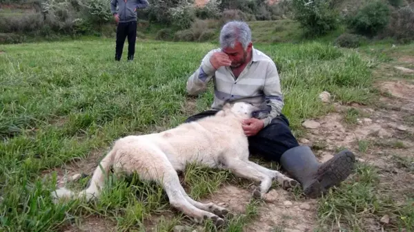 Emekli polis olduğunu söyleyen kişi, çobanın köpeğini gözleri önünde öldürdü