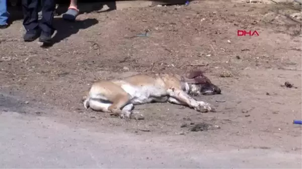 ANTALYA İKİZLERİNİN ACISIYLA AVUNDUĞU İKİ KÖPEĞİ VURULDU, GÖZYAŞLARINI TUTAMADI