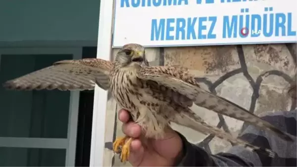 Van YYÜ'ye 20 hasta yaban hayvanı getirilerek tedavi altına alındı