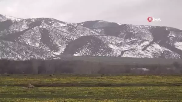 Tunceli'de çiçeklerin renk cümbüşü