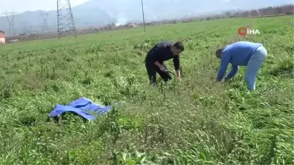 Doğadaki şifa deposu 'Çoban Çantası' geçim kaynağı oldu