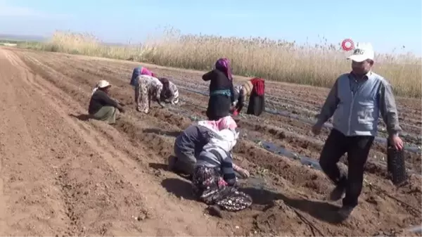 Suriye sınırında biber fideleri toprakla buluşmaya başladı