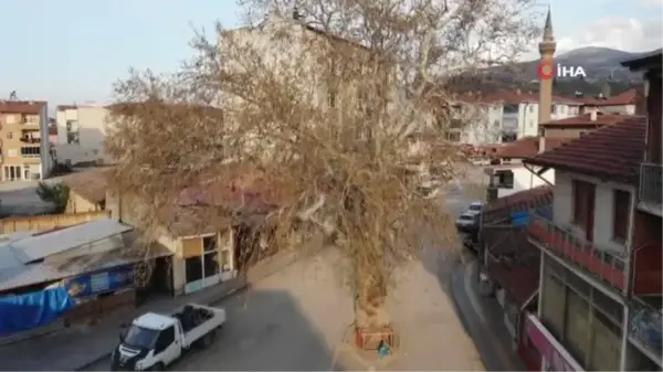 Kesmeye kıyamadıkları 'asırlık çınar ağacı' yol ortasında kaldı