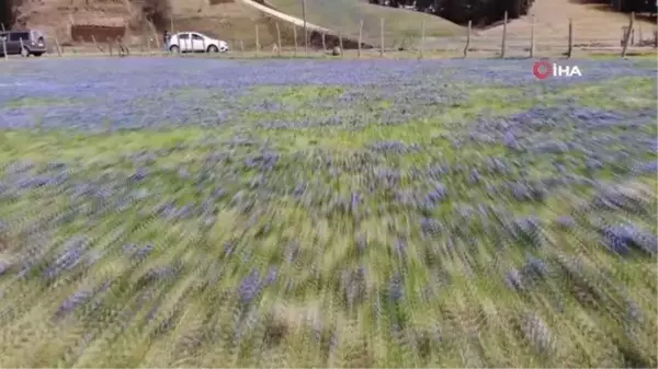 Mor Yayla'nın Mavi Yıldız çiçekleri açtı