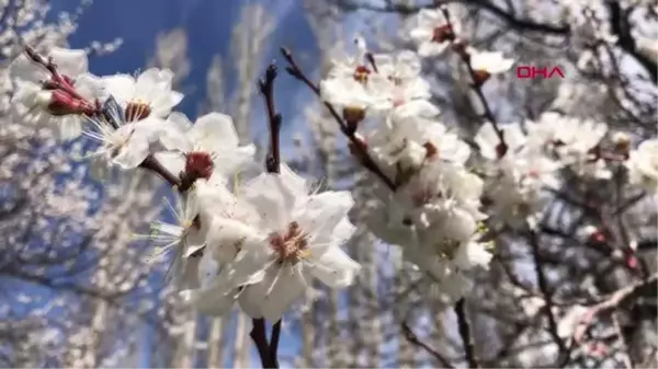 KAĞIZMAN'DA KAYISI AĞAÇLARI ÇİÇEK AÇTI