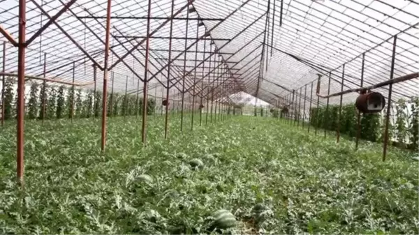 Seralarda üretilen yılın ilk karpuzlarının hasadına başlandı