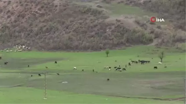 Ahırlarda bekletilen büyükbaş hayvanlar baharın gelişiyle yaylaya çıkıyor