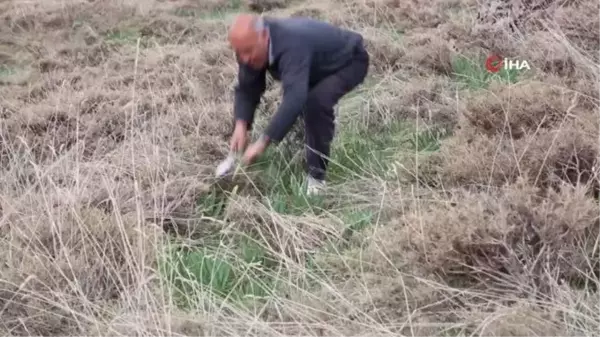 Bağışıklıktan, saç dökülmesine kadar etkili olan 'Gulik'in mesaisi başladı