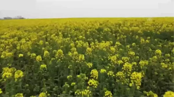 Tarlaları sarıya boyayan kanola Trakya'da yaygınlaşıyor