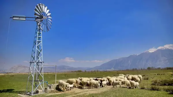 Meraya inşa edilen rüzgargülleriyle yer altı suları hayvanlara içme suyu oluyor