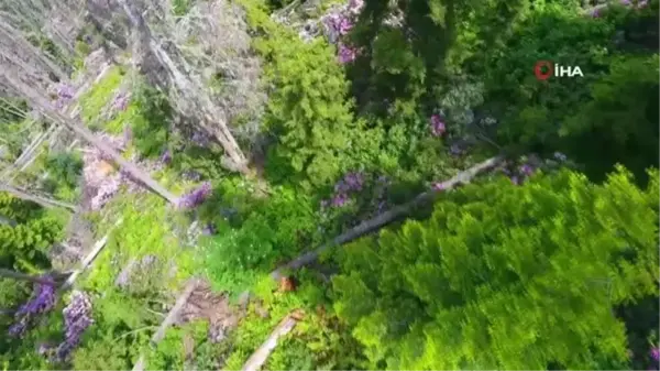 Artvin'de ladin ormanları, sekiz dişli kabuk böcek istilasıyla karşı karşıya