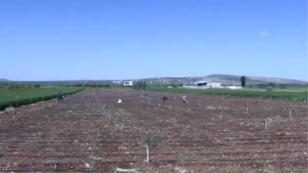 Tarım işçileri 1 Mayıs Emek ve Dayanışma Günü'nde de üretime katkı sağlıyor