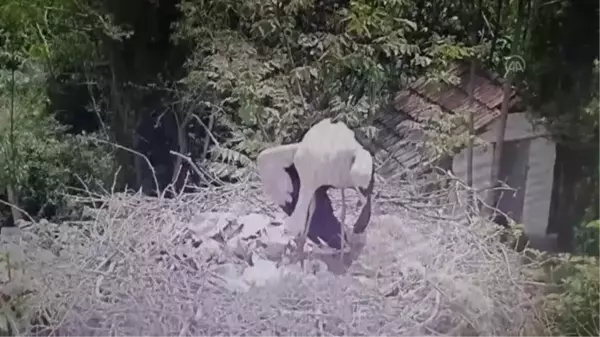 10 yıldır aynı mahalleye gelen leylek Yaren'in 3 yavrusu dünyaya gözlerini açtı