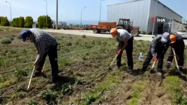 Arıcılar için ballı bitkilerin üretimine başladı