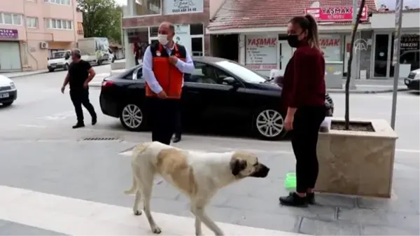 Burdur'un Gölhisar ilçesinde Vefa Sosyal Destek Grupları, tam kapanmada yiyecek bulmakta zorlanan sokak hayvanlarını besledi.