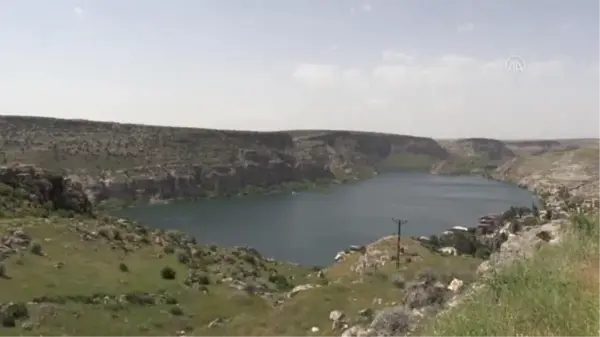 ŞANLIURFA - Halfeti'nin tescilli karagülünde hasat zamanı