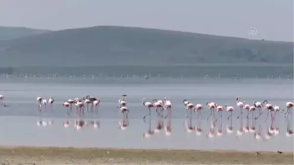 Son dakika haberleri... Seyfe Gölü Kuş Cenneti'nin gönüllü tanıtım elçisi Kovid-19 nedeniyle hayatını kaybetti