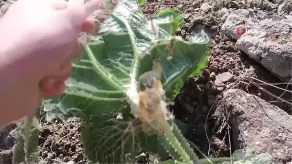 Son dakika haberi! Adeta kanser savaşçısı... Doğada kendiliğinden yetişiyor faydası saymakla bitmiyor