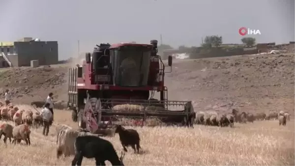 Kuraklık nedeniyle mercimek hasadına erken başlandı