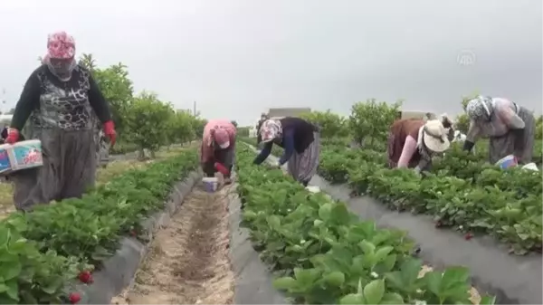 Tescilli Silifke çileği 15'ten fazla ülkeye ihraç ediliyor