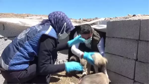 Erciş'te belediye ekipleri sokak hayvanlarını unutmuyor