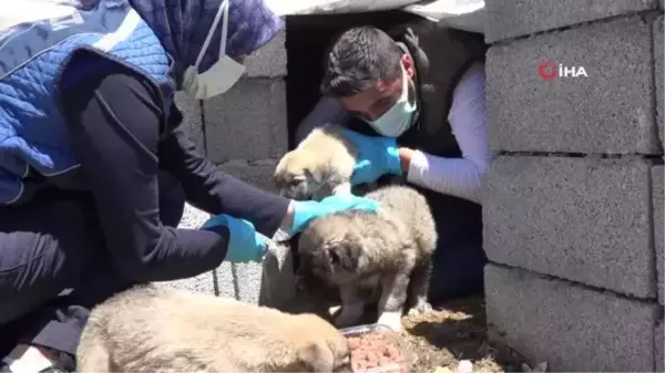 Erciş'te sokak hayvanları için alanlara mama ve su bırakıldı