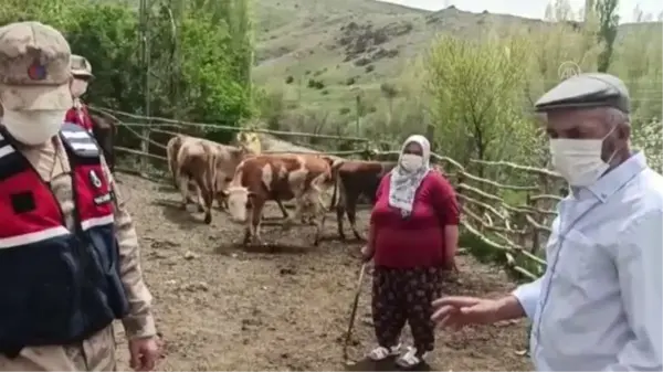 Sivas'ta besicinin kaybolan 20 büyükbaş hayvanını jandarma ekipleri buldu