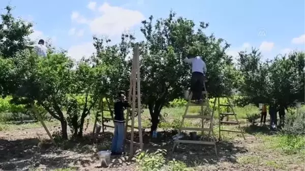 Turgutlu'da erik hasadı başladı