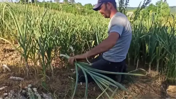 Kandıra Belediye Başkanı Adnan Turan, çiftçilerle pırasa hasadı yaptı