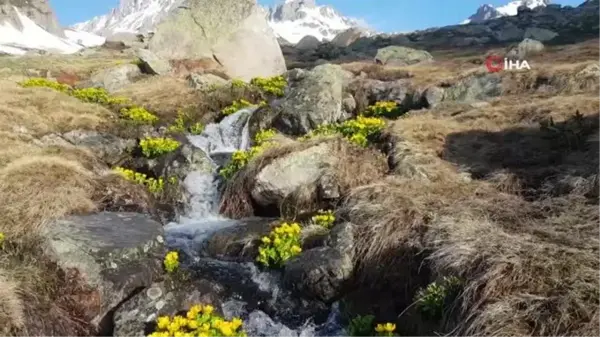 Artvin'in Macahel Karçal Dağları eteklerinde eriyen karlar kartpostallık görüntüler oluşturdu