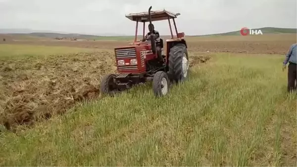 Kuraklık ürünleri yaktı, tarlalar otlak oldu