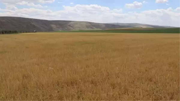 Çiftçiler kuraklık nedeniyle endişe yaşıyor