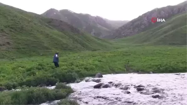 Otlu peynir yapmak için yaylaları doldurdular