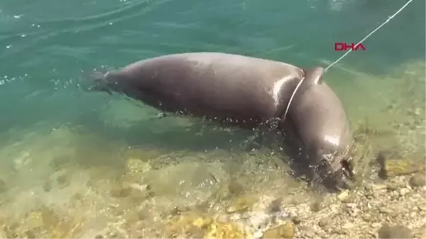 Antalya'da ölü Akdeniz foku kıyıya vurdu