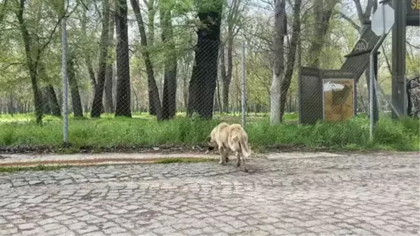 Salgın sürecinde sokağa terk edilen hayvan sayısı artıyor