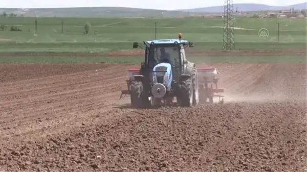 Şeker pancarı tohumları toprakla buluşturuldu