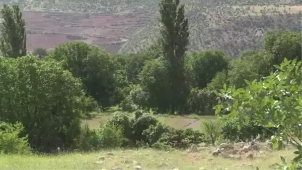 Siirt'te aileler, devlet desteğiyle sağlanan susam tohumlarını toprakla buluşturdu